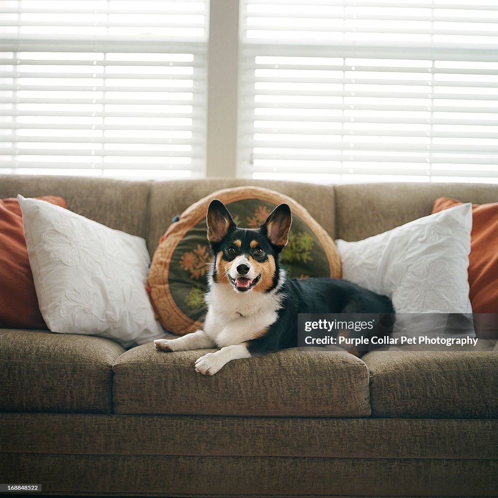 Happy Dog on Couch