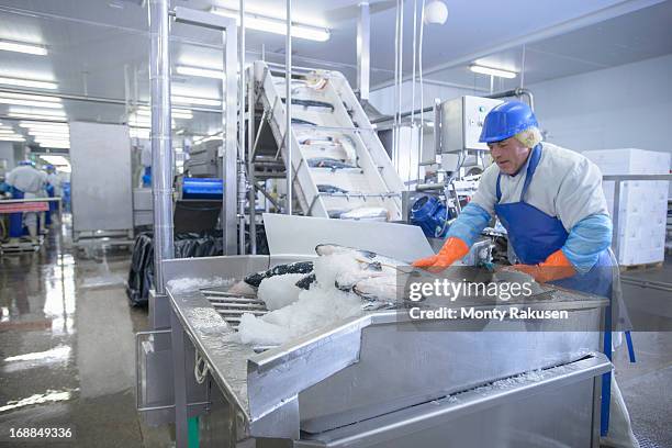 worker in food factory packing fresh salmon into machine - freeze motion stock-fotos und bilder
