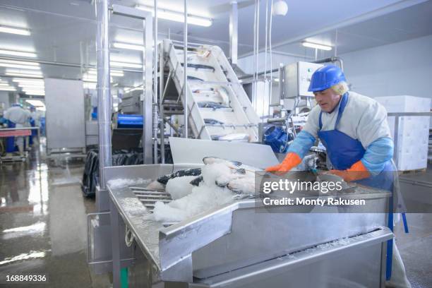 worker in food factory packing fresh salmon into machine - freezing motion photos stock pictures, royalty-free photos & images