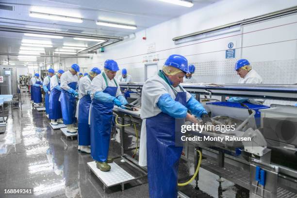 production line of workers filleting fish in factory - procesamiento fotografías e imágenes de stock