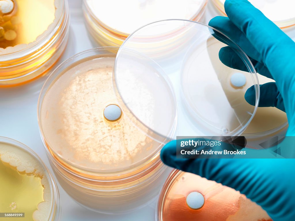 Antibiotic drugs being tested to see how resistant they are to bacteria