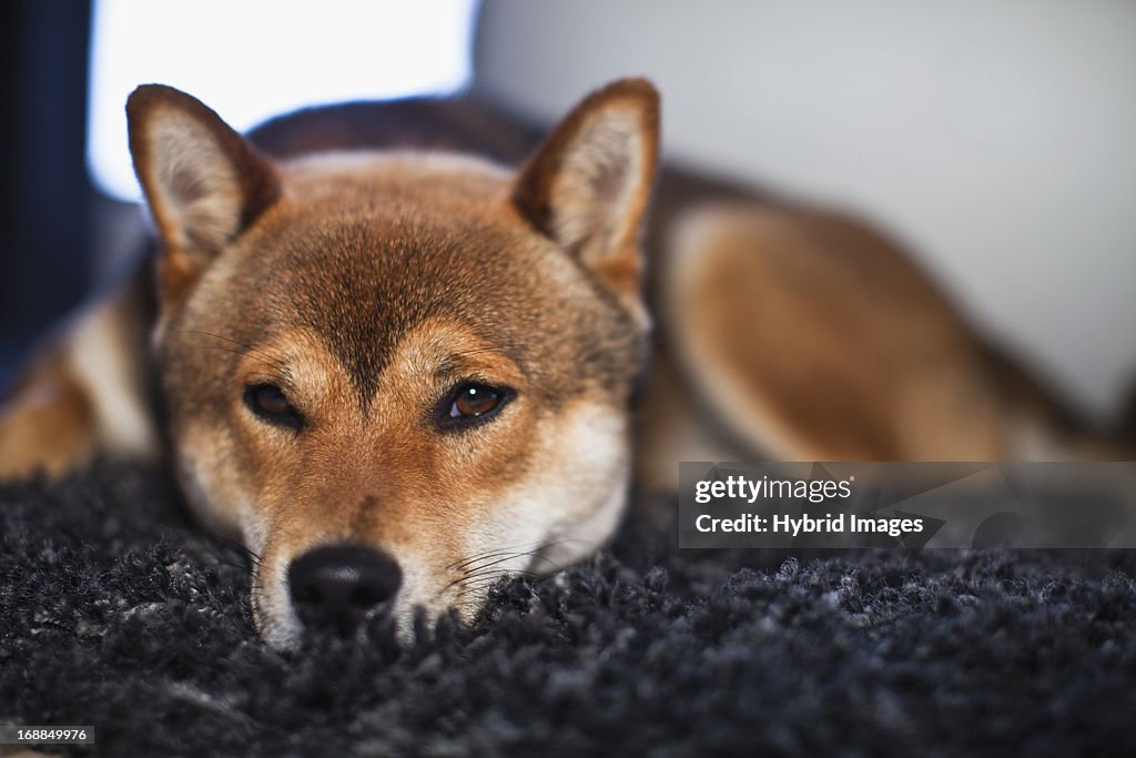 Dog laying on rug