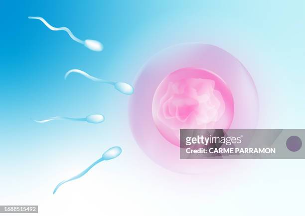 stockillustraties, clipart, cartoons en iconen met ovum and sperms in human fertilization. human reproduction process. - artificial insemination