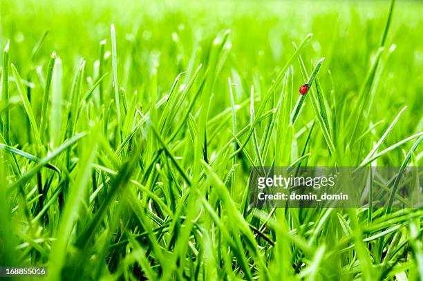 close-up of green grass lawn with little ladybug walking - seven spot ladybird stock pictures, royalty-free photos & images