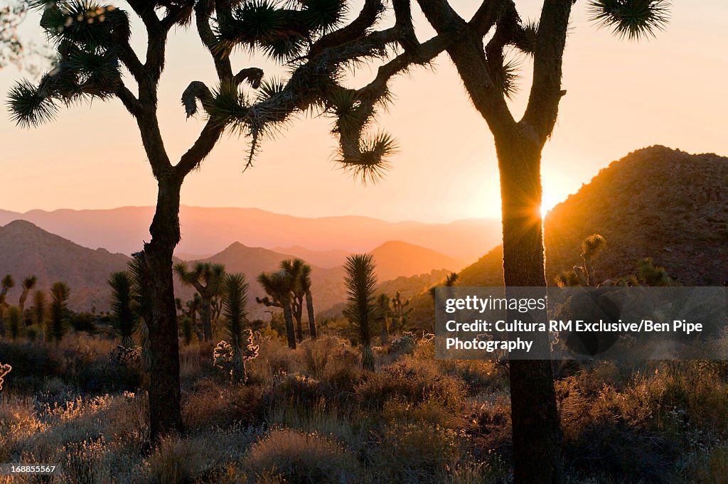 Joshua Tree National Park at dusk, California, USA