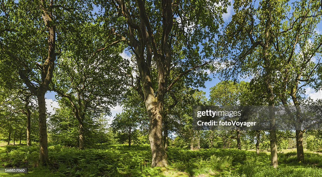 Summer sunshine in green oak forest idyllic woodland