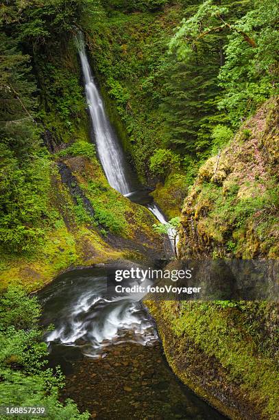 waterfalls plunging through green rainforest ravine oregon - eagle creek trail stockfoto's en -beelden