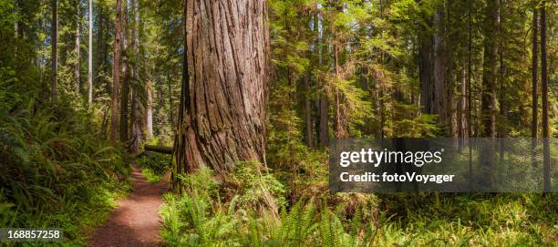 idílica forest trail de giant redwood grove california, usa - parque estatal fotografías e imágenes de stock