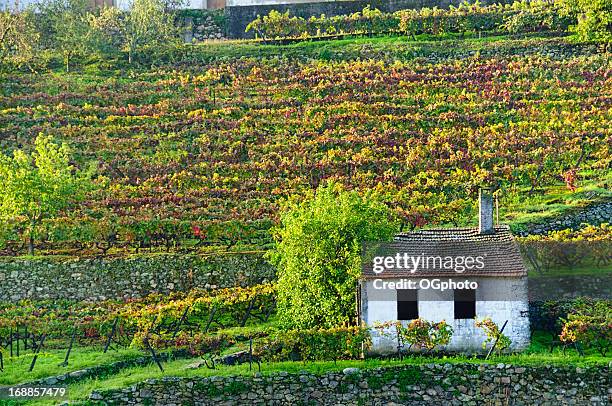 shed in autumn vineyard - portugal vineyard stock pictures, royalty-free photos & images