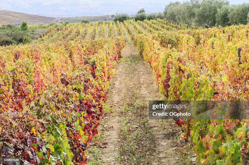 Vineyard in its autumn colors