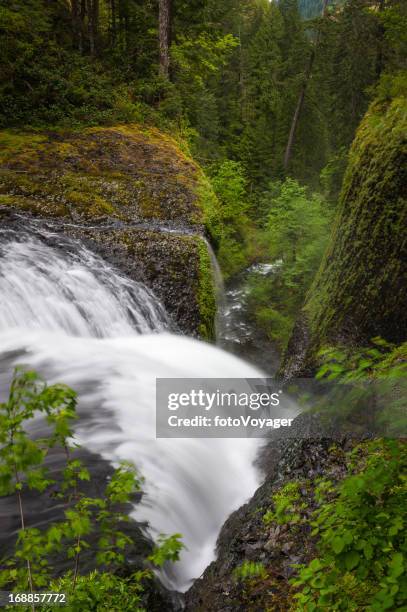 waterfall cascading down narrow forest ravine wilderness - eagle creek trail stockfoto's en -beelden