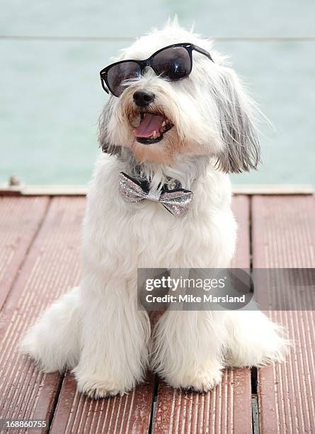 Pudsey attends the photocall for 'Pudsey: The Movie' at The 66th Annual Cannes Film Festival on May 16, 2013 in Cannes, France.