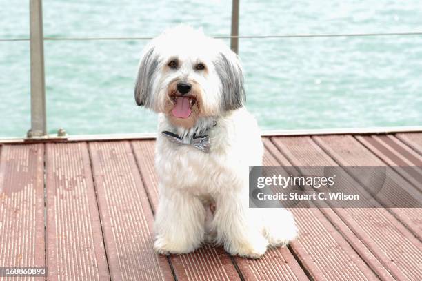 Pudsey attends Pudsey: The Movie Photocall during the 66th Annual Cannes Film Festival at the Palais des Festivals on May 16, 2013 in Cannes, France.