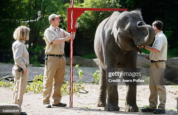 Rani, an Asian elephant is measured by zookeepers during a baby animals inventory at Hagenbeck zoo on May 16, 2013 in Hamburg, Germany.