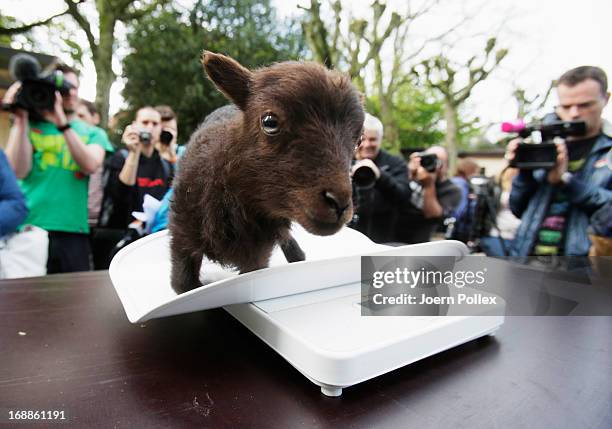 Ouessant sheep is weighed by zookeepers during a baby animals inventory at Hagenbeck zoo on May 16, 2013 in Hamburg, Germany.