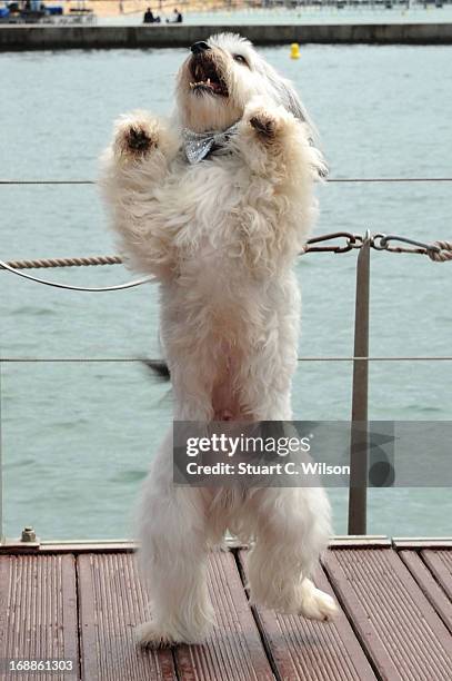 Pudsey attends Pudsey: The Movie Photocall during the 66th Annual Cannes Film Festival at the Palais des Festivals on May 16, 2013 in Cannes, France.