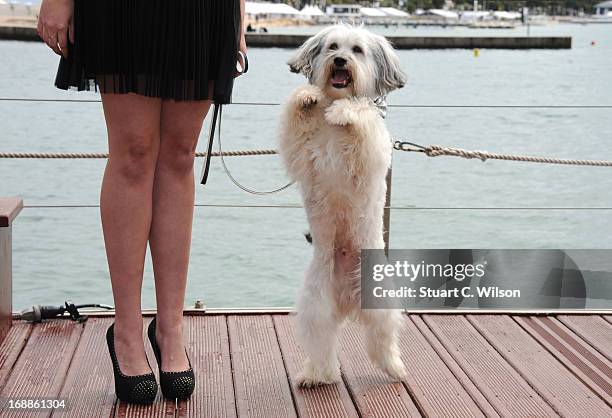 Pudsey attends Pudsey: The Movie Photocall during the 66th Annual Cannes Film Festival at the Palais des Festivals on May 16, 2013 in Cannes, France.