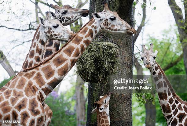 The giraffe Tamu is measured by zookeepers during a baby animals inventory at Hagenbeck zoo on May 16, 2013 in Hamburg, Germany.