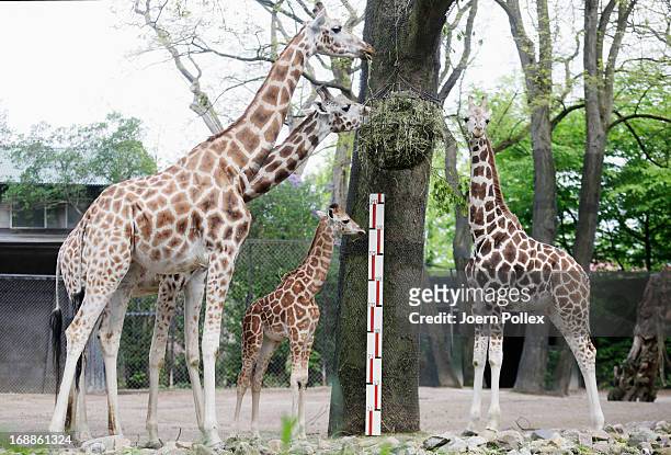 The giraffe Tamu is measured by zookeepers during a baby animals inventory at Hagenbeck zoo on May 16, 2013 in Hamburg, Germany.