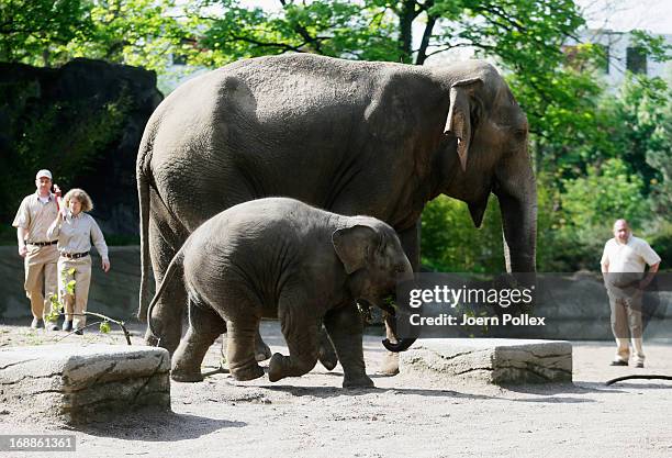 Assam, an Asian elephant walks near a full grown elephant during a baby animals inventory at Hagenbeck zoo on May 16, 2013 in Hamburg, Germany.