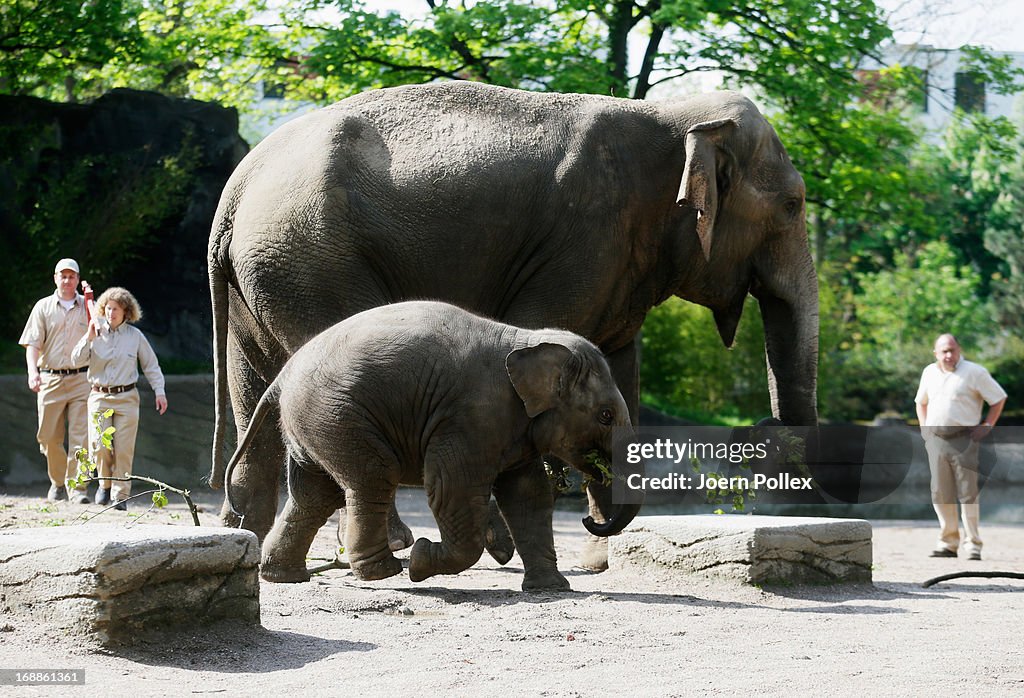 Hamburg Zoo Baby Animals Inventory