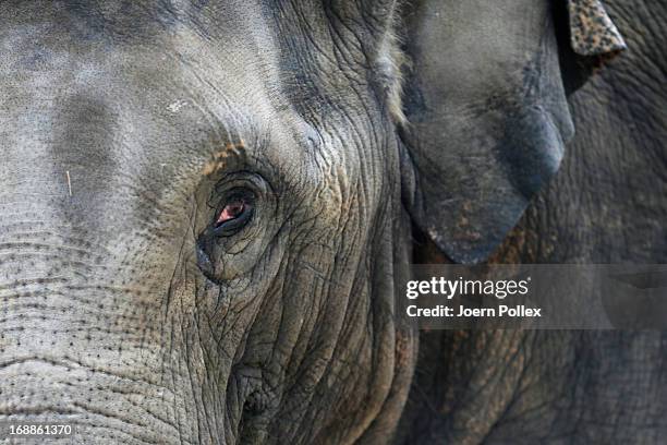 An Asian elephant walks near a full grown elephantlooks in the camera during a baby animals inventory at Hagenbeck zoo on May 16, 2013 in Hamburg,...