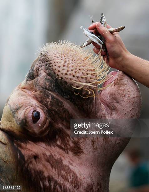 Walrus is fed with fish by a zookeeper during a baby animals inventory at Hagenbeck zoo on May 16, 2013 in Hamburg, Germany.