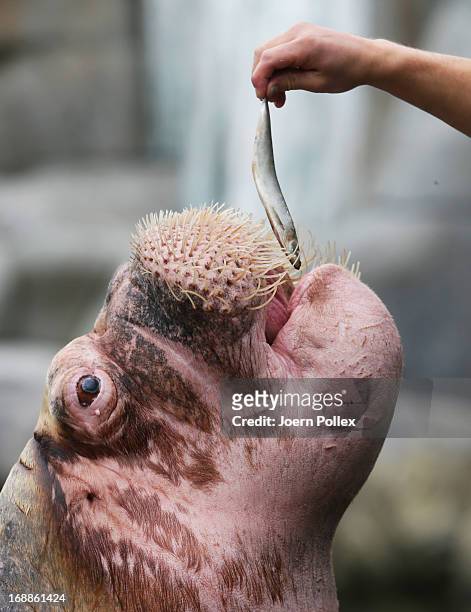 Walrus is fed with fish by a zookeeper during a baby animals inventory at Hagenbeck zoo on May 16, 2013 in Hamburg, Germany.