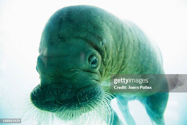 Walrus seen through the window of an aquarium during a baby animals inventory at Hagenbeck zoo on May 16, 2013 in Hamburg, Germany.