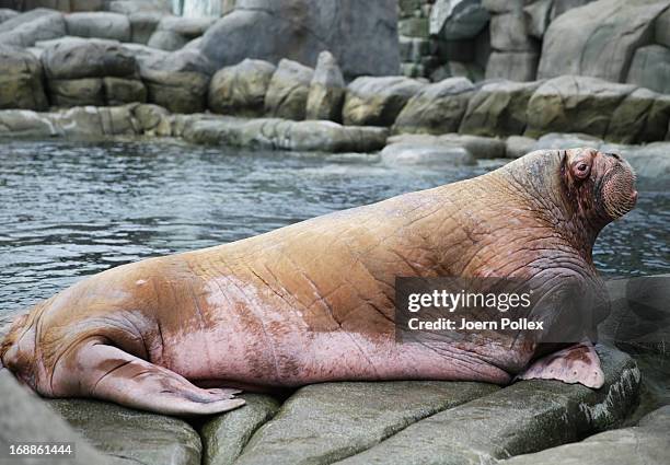 Walrus looks in the camera during a baby animals inventory at Hagenbeck zoo on May 16, 2013 in Hamburg, Germany.