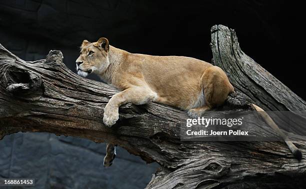 Lion rests in its enclosure at Hagenbeck zoo on May 16, 2013 in Hamburg, Germany.