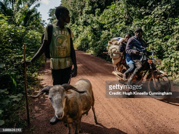 Motorcycle taxi passes a member of nomadic group as their herd move on September 15, 2023 in Rungu, Congo. Tensions between local Congolese...