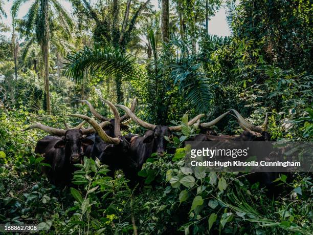 The cattle of a nomadic group graze in jungle foliage on September 15, 2023 in Rungu, Congo. Tensions between local Congolese communities and groups...