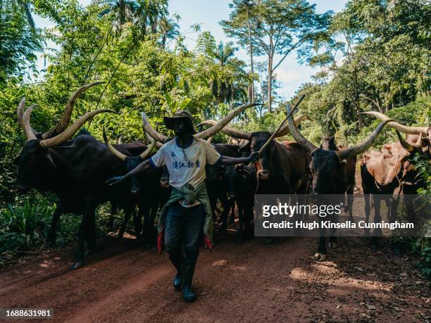 Muhana, a nomadic herder moves his cattle along a road on September 15, 2023 in Rungu, Congo. Tensions between local Congolese communities and groups...