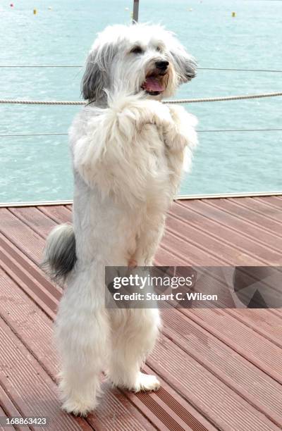 Pudsey attends Pudsey: The Movie Photocall during the 66th Annual Cannes Film Festival at the Palais des Festivals on May 16, 2013 in Cannes, France.