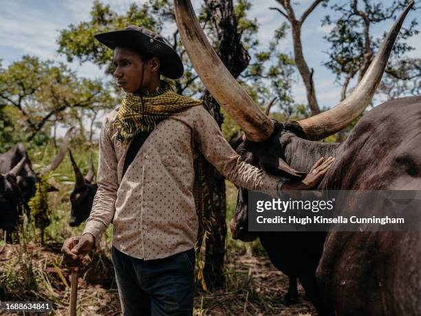 Souleyman, a member of a nomadic group from Chad tends to a herd of cattle on September 20, 2023 in Niangara, Congo. Tensions between local Congolese...