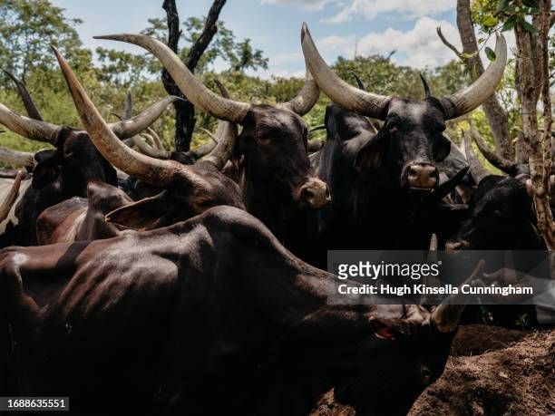 Herd of cattle belonging to a nomadic group eat out of an anthill on September 20, 2023 in Niangara, Congo. Tensions between local Congolese...