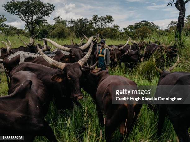 Member of a nomadic group from Chad leads a herd of cattle to water on September 20, 2023 in Niangara, Congo. Tensions between local Congolese...