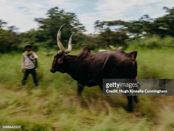 Member of a nomadic group from Chad drives a herd of cattle on September 20, 2023 in Niangara, Congo. Tensions between local Congolese communities...