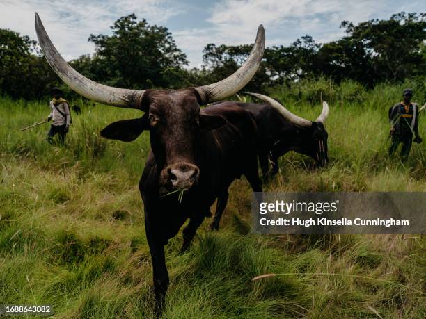 Member of a nomadic group from Chad drives a herd of cattle on September 20, 2023 in Niangara, Congo. Tensions between local Congolese communities...