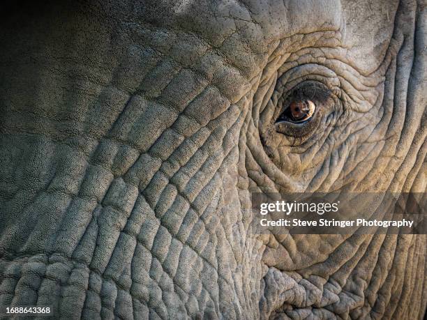 elephant eye - elephant stock pictures, royalty-free photos & images