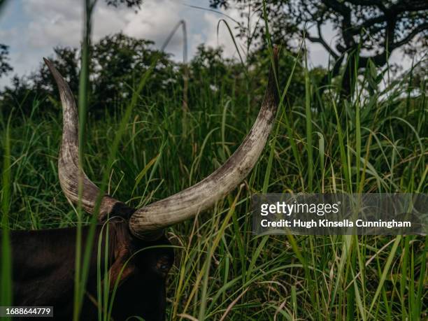 Herd of cattle belonging to a nomadic group graze on September 20, 2023 in Niangara, Congo. Tensions between local Congolese communities and groups...
