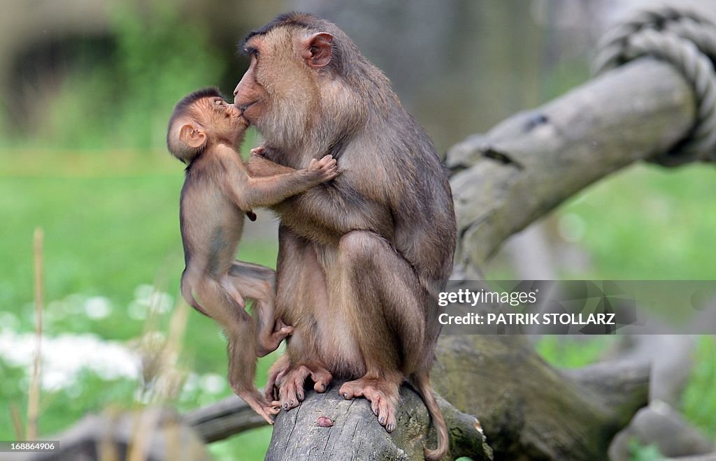 GERMANY-ANIMALS-ZOO-APES