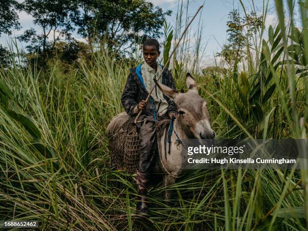Aboubacar, a member of a nomadic group from Chad rides a donkey through grassland on September 21, 2023 in Niangara, Congo. Tensions between local...