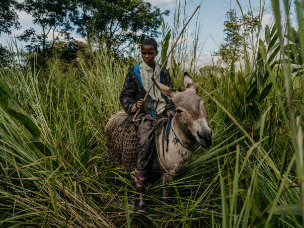 COG: Climate Change: Nomadic Pastoralists Searching For Greener Pastures In Congo From Sudan And Chad