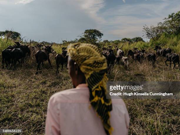 Aman, a member of a nomadic group from Chad watches his herd of cattle on September 21, 2023 in Niangara, Congo. Tensions between local Congolese...