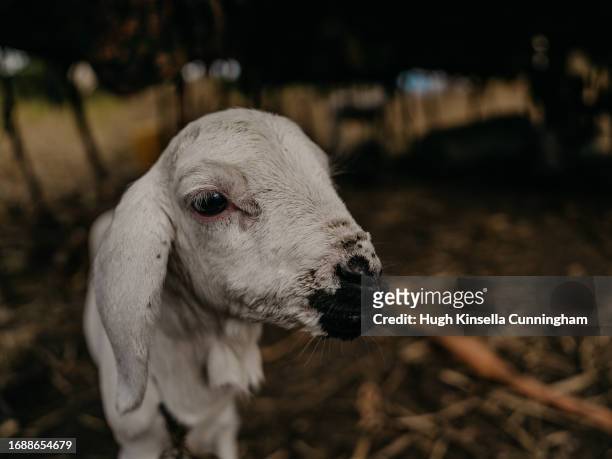 Lambs at a nomad campsite on September 21, 2023 in Niangara, Congo. Tensions between local Congolese communities and groups of nomadic herders in the...