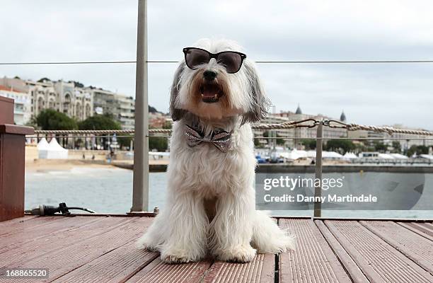 Pudsey the dog attends the photocall for 'Pudsey:The Movie' at The 66th Annual Cannes Film Festival on May 16, 2013 in Cannes, France.