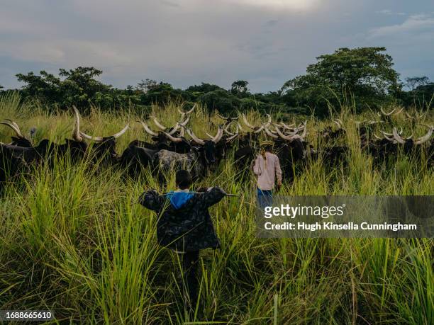 Aman and Aboubacar, members of a nomadic group from Chad drive a herd of cattle on September 21, 2023 in Niangara, Congo. Tensions between local...