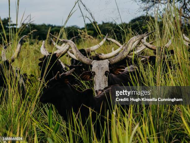 Aman and Aboubacar, members of a nomadic group from Chad drive a herd of cattle on September 21, 2023 in Niangara, Congo. Tensions between local...